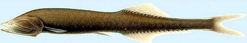 Cyclothone microdon_02.jpg